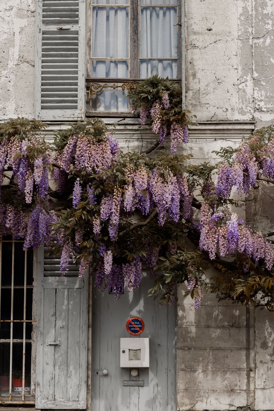 Glycine en fleur sur une façade