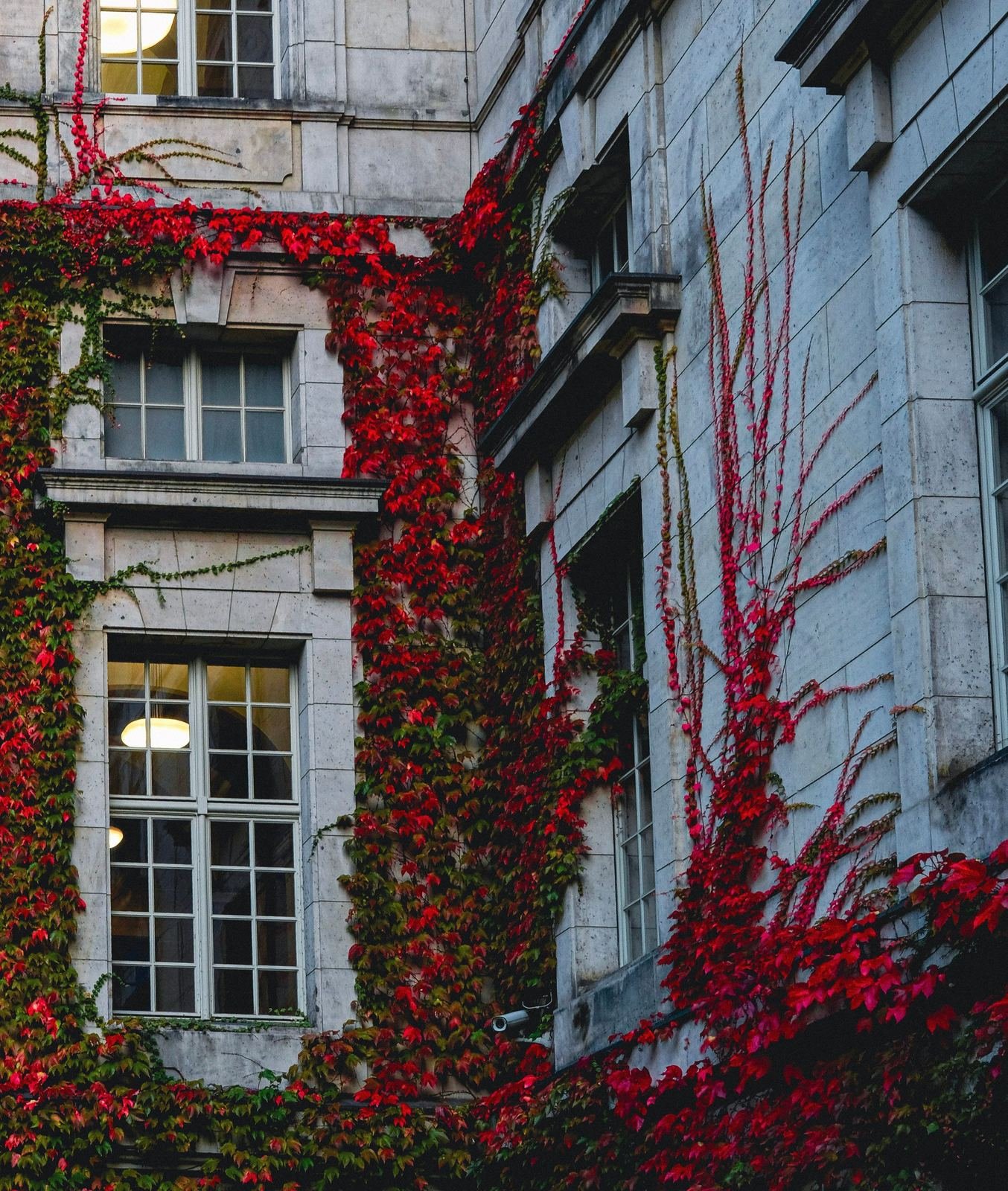 Façade en pierre entièrement habillée de vigne vierge