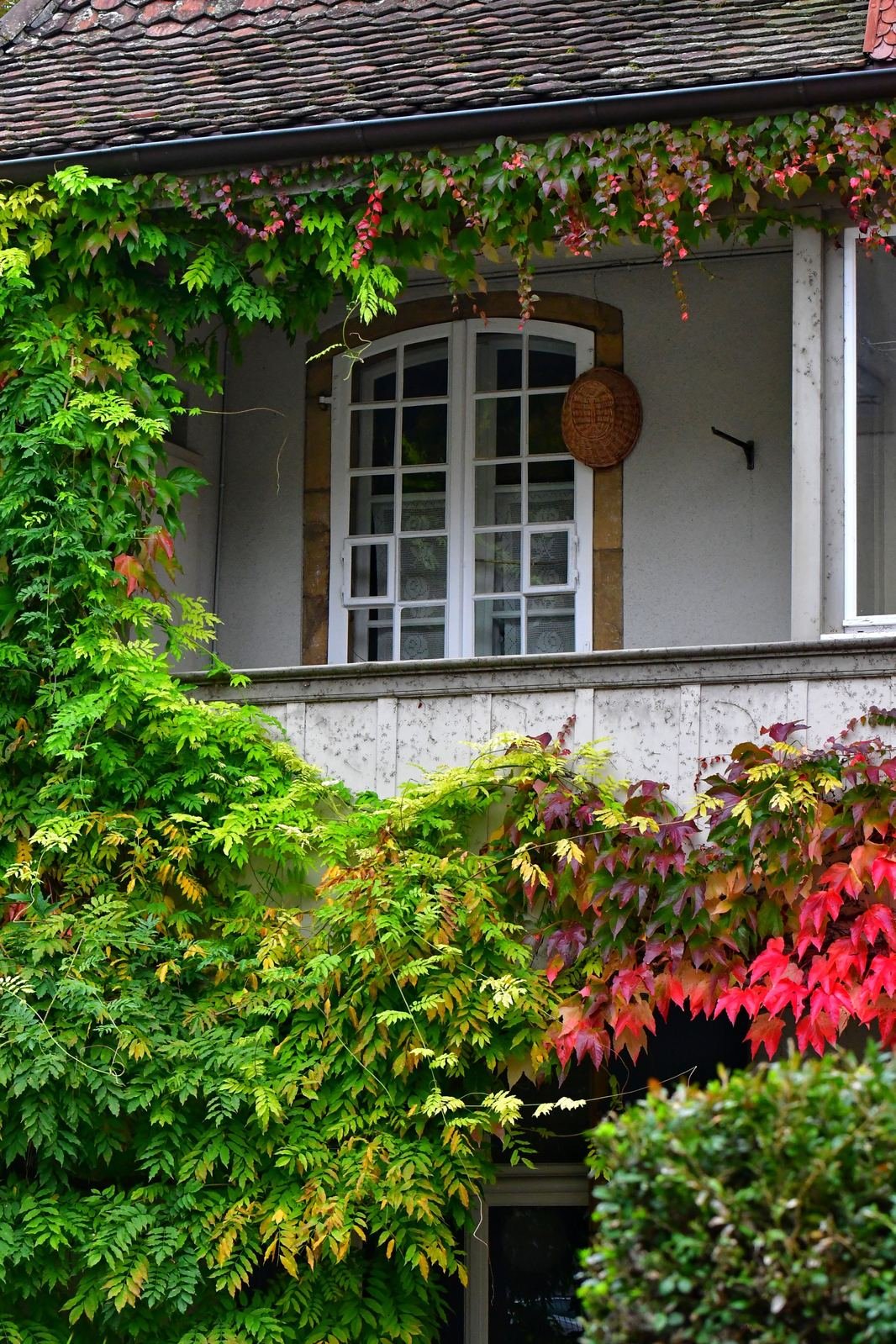 Feuillage de vigne vierge
